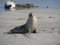 Sea Lions